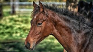 競走馬 ざくろいしの気になるはなし